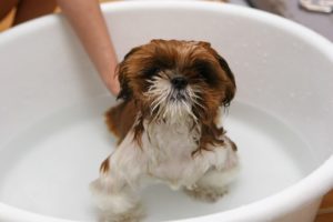banho em cachorro
