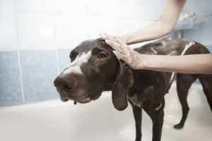banho em cachorro