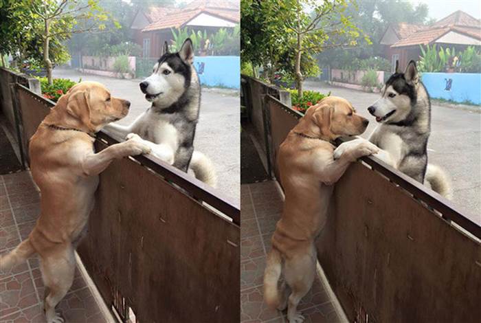 Amizade entre cães