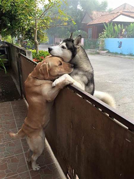 Amizade entre cães