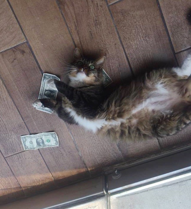 gato que arrecada dinheiro