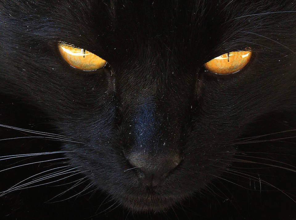 gatos pretos