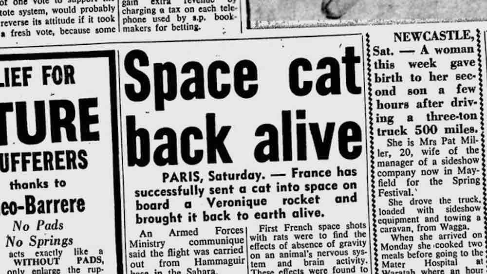 primeiro gato a ir ao espaço