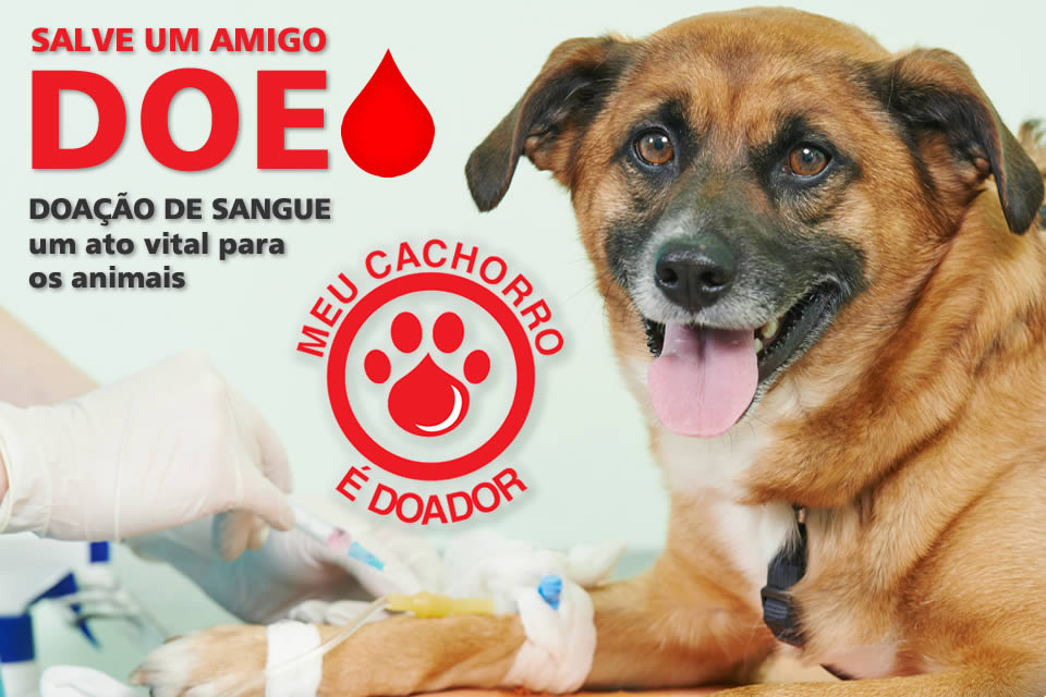 doação der sangue animal
