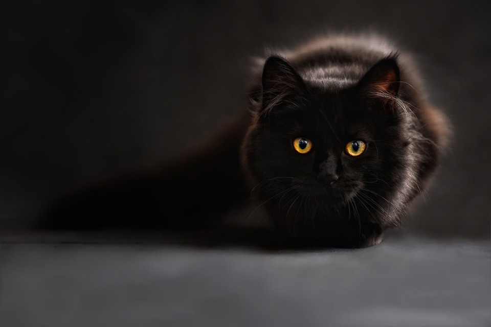gatos pretos